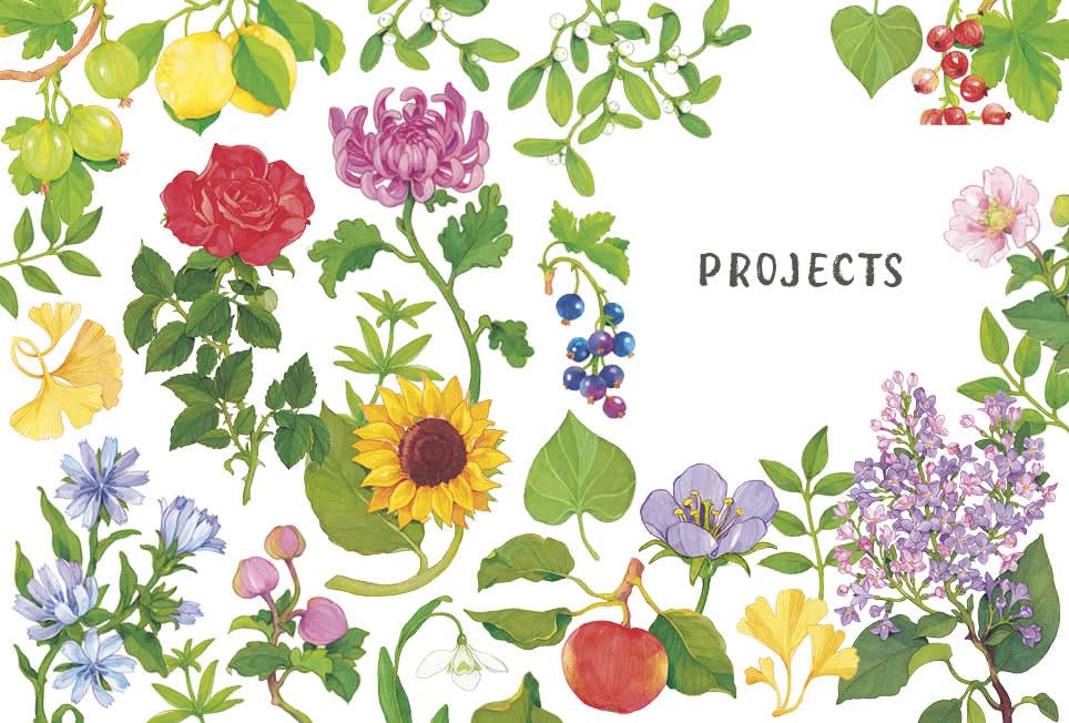 Rewild Your Drawing: How to draw botanicals