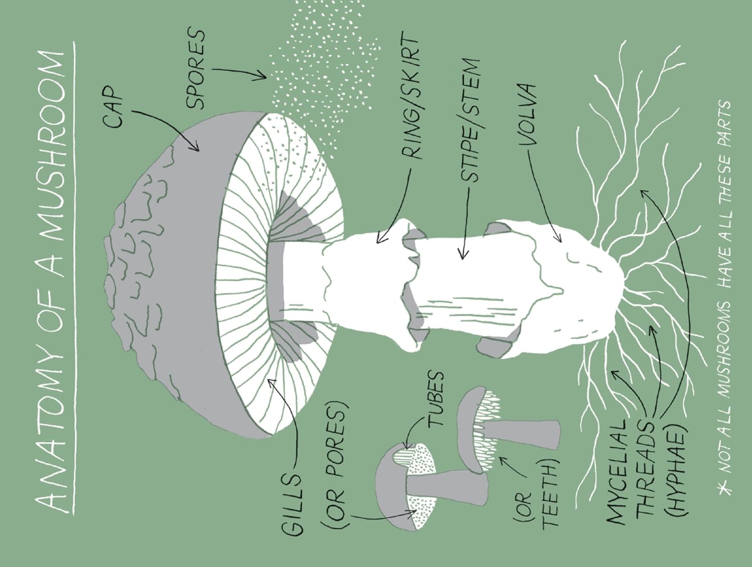 Pocket Nature: Mushroom Hunting: Forage for Fungi and Connect with the Earth