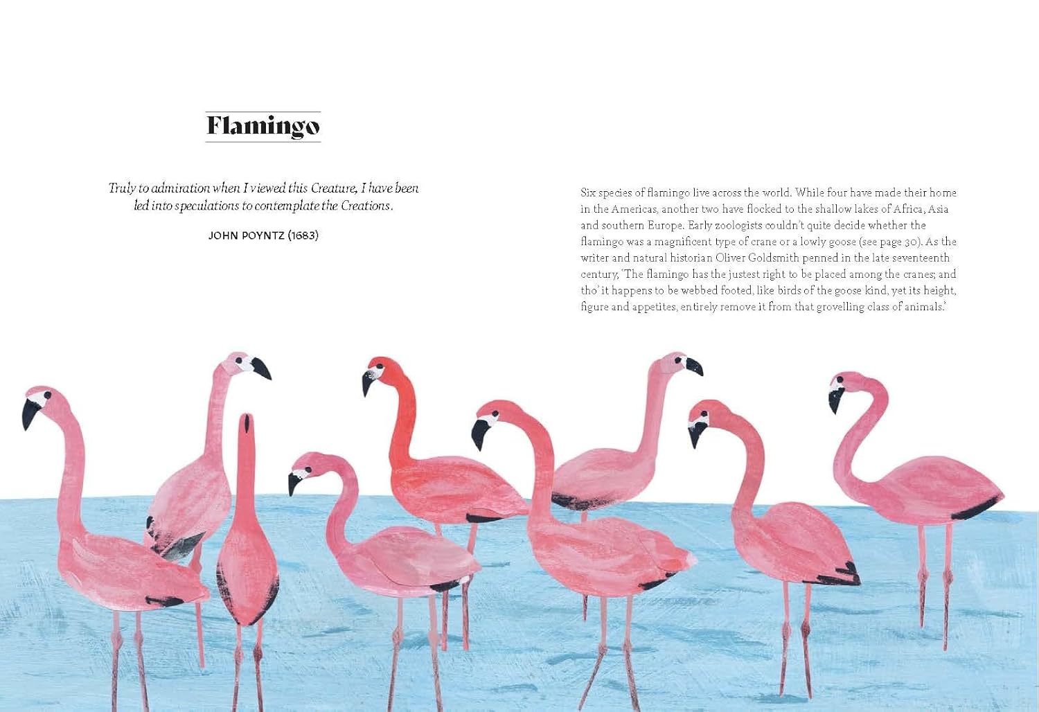 Bird Lore: The Myths, Folklore and Meaning of Birds