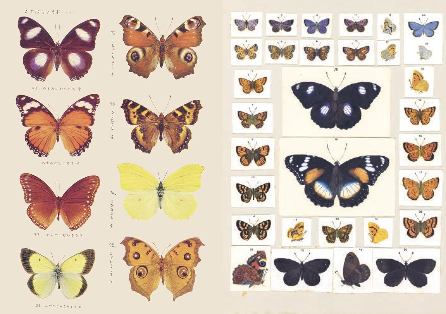 The Curious Collections Sticker Book