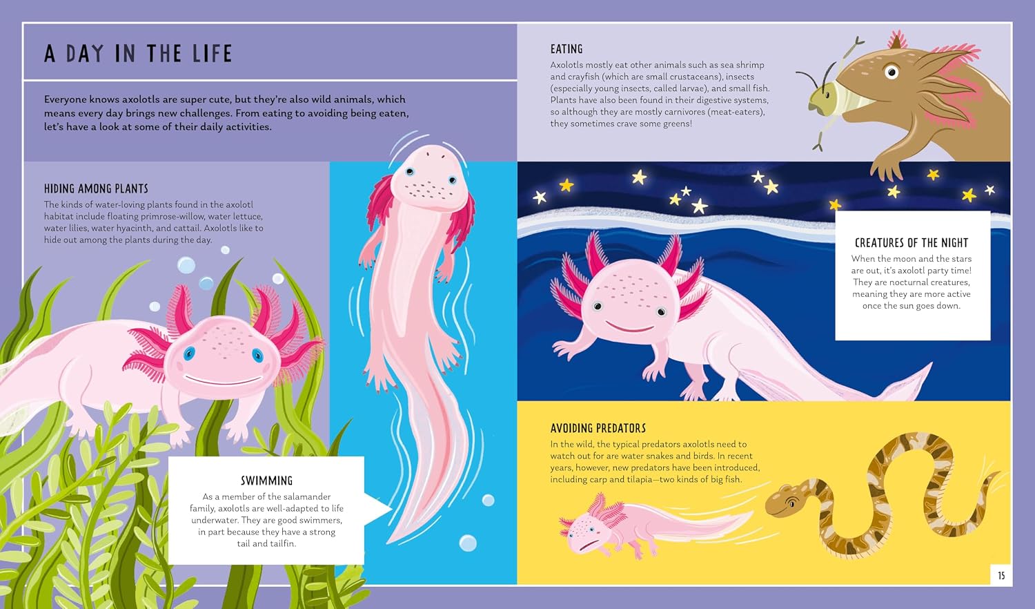 Axolotl (Young Zoologist)