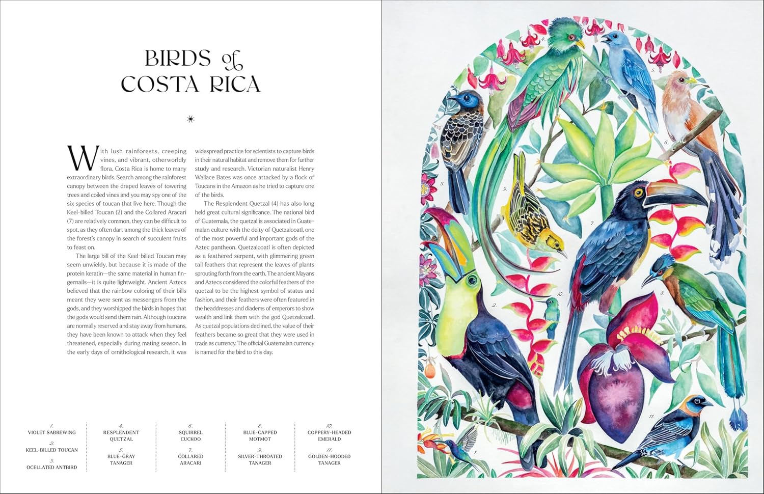 The Illuminated Book of Birds