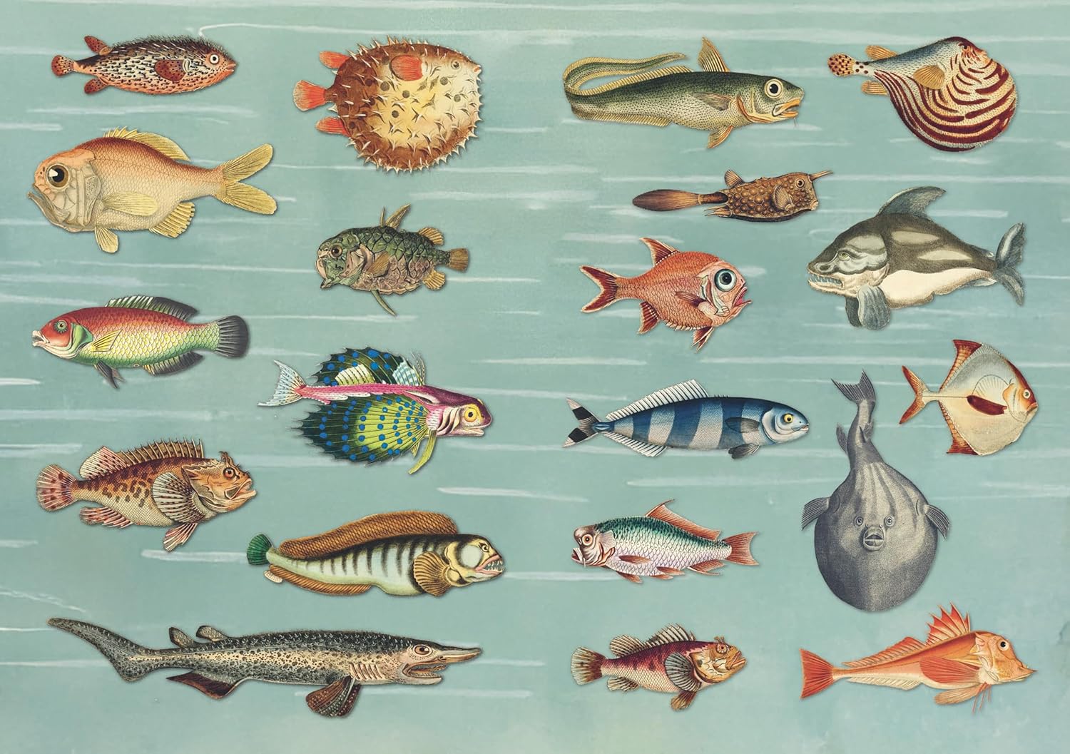 The Curious Collections Sticker Book