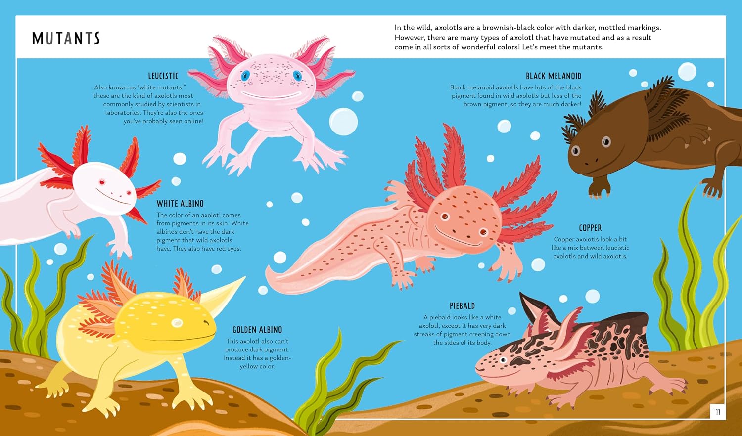 Axolotl (Young Zoologist)