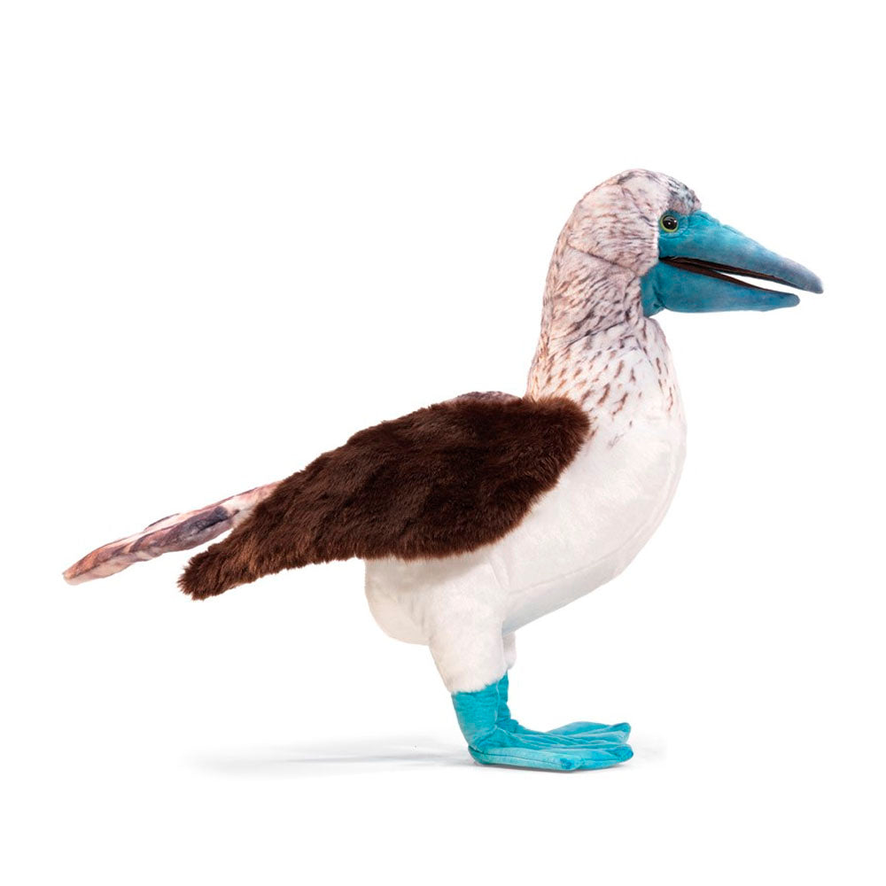 Blue Footed Booby