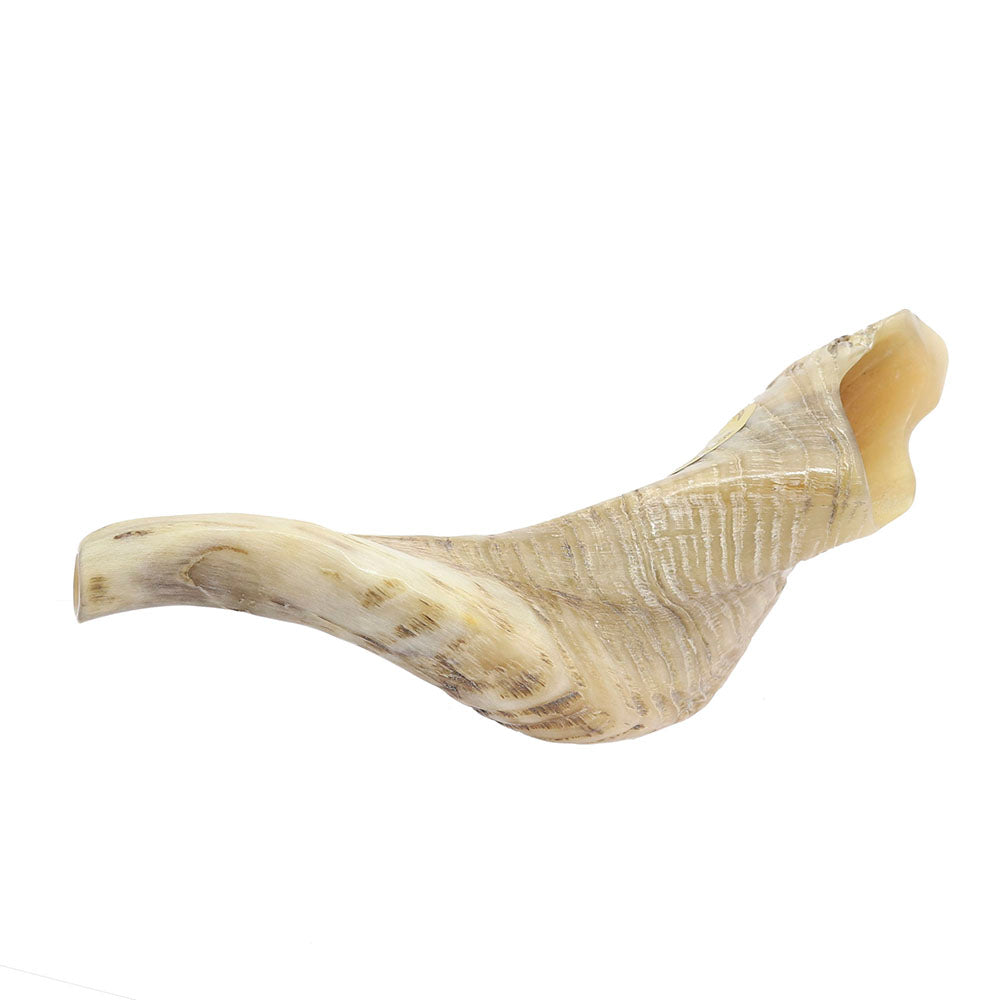 Small Yemenite Shofar