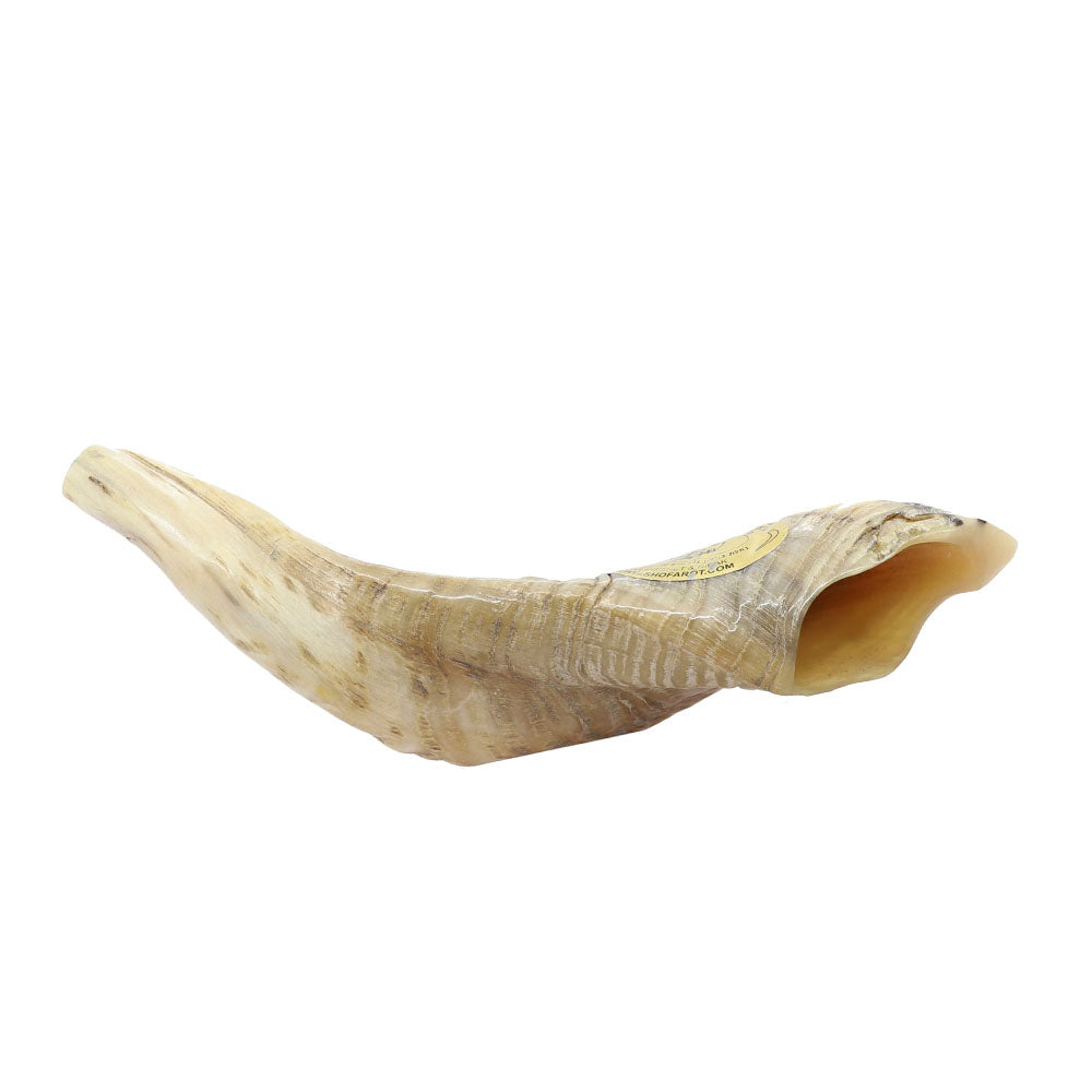 Small Yemenite Shofar