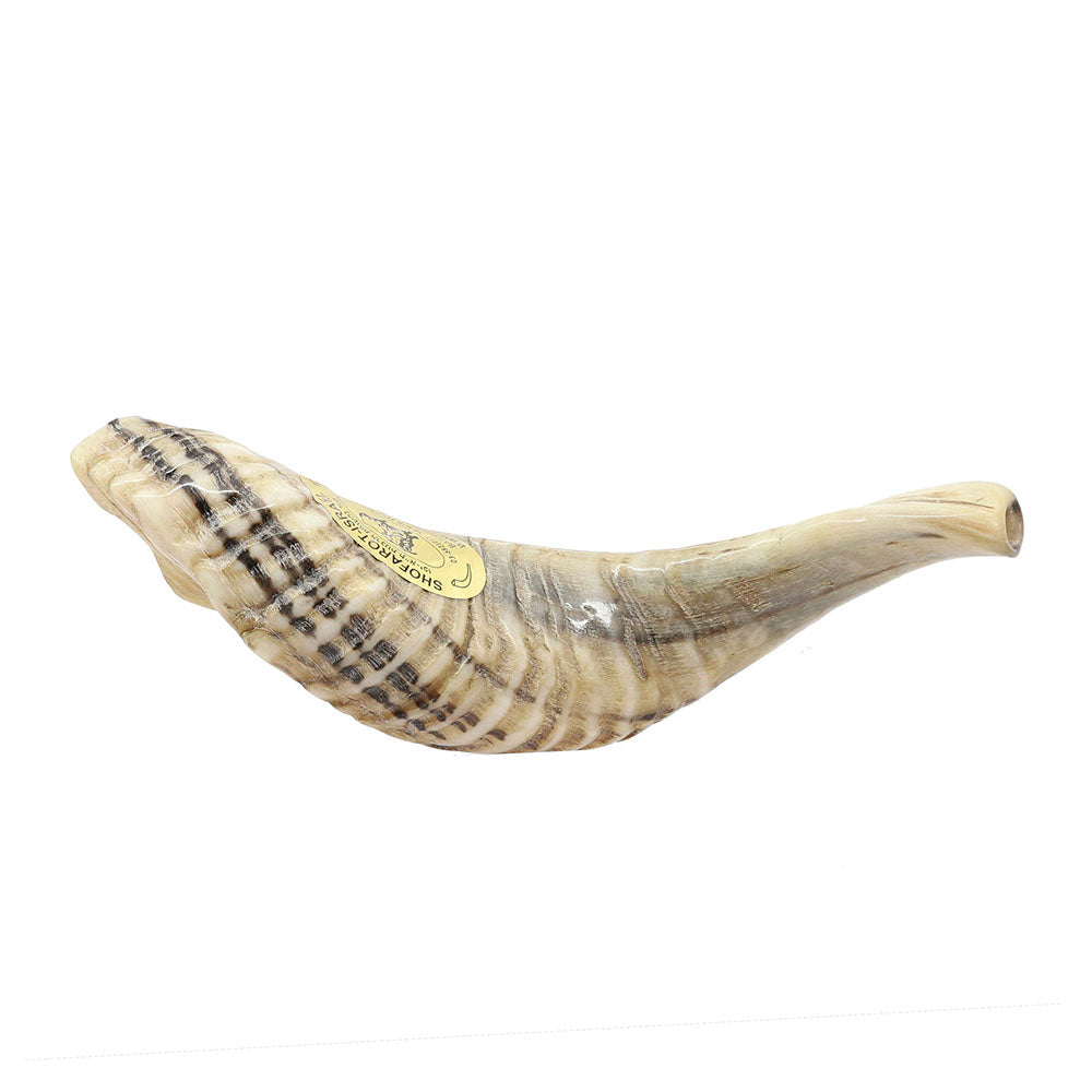 Small Yemenite Shofar