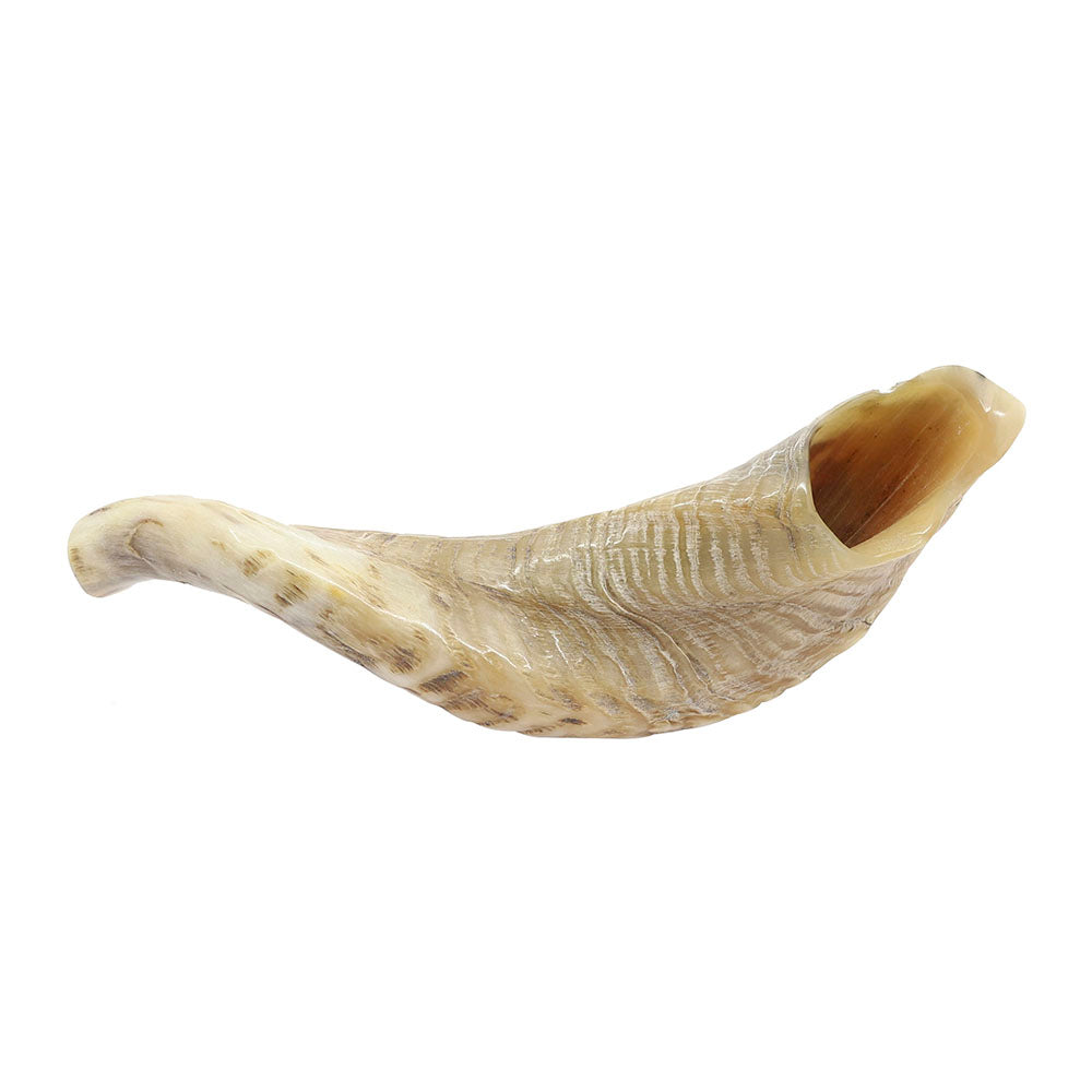 Small Yemenite Shofar