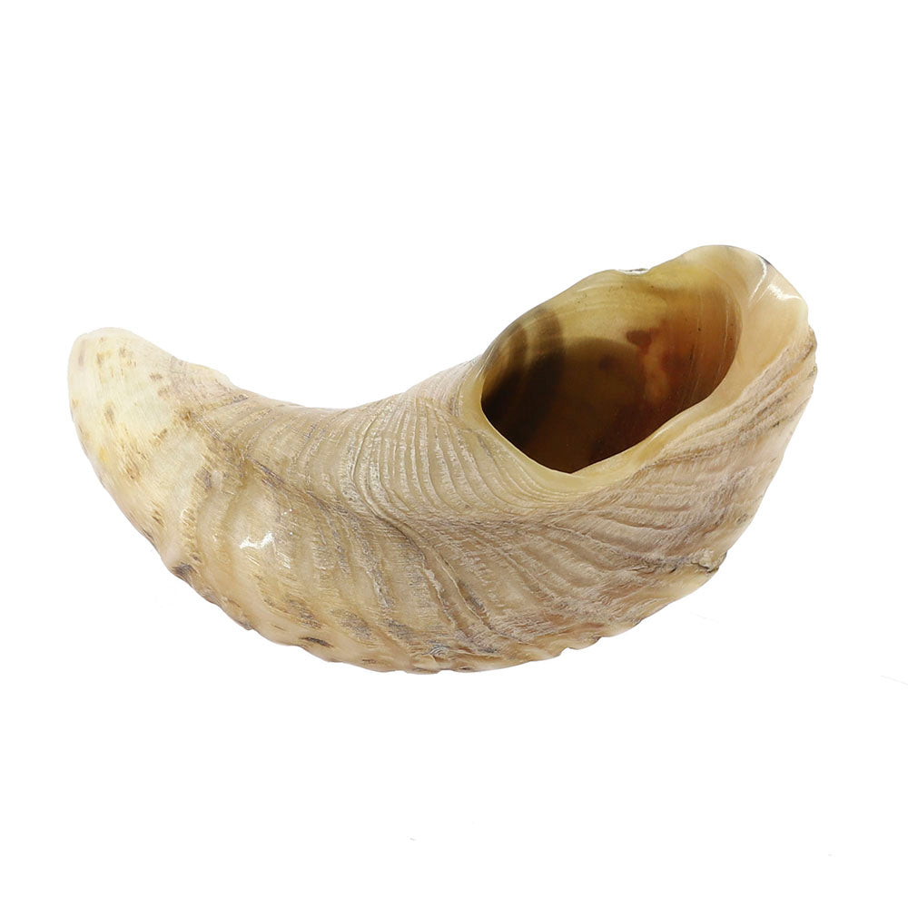 Small Yemenite Shofar