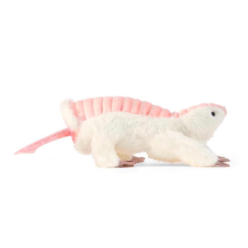 Pink Fairy Armadillo