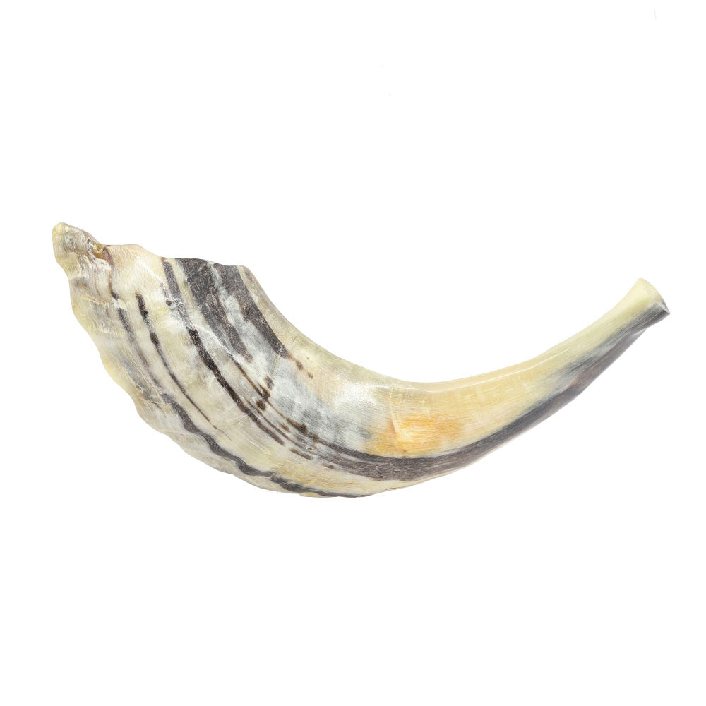 Yemenite Shofar