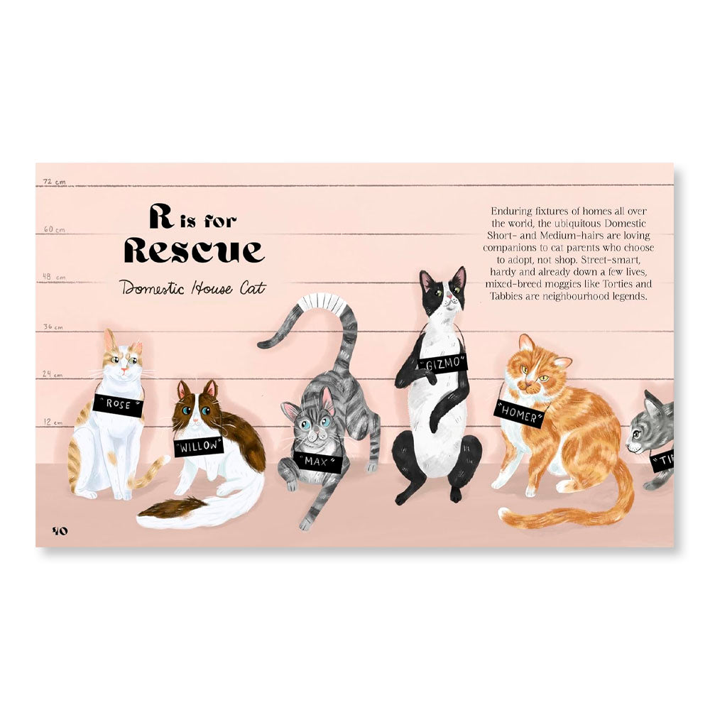 Catphabet: A whimsical celebration of our favourite feline friends, for fans of Grumpy Cat and What Cats Want