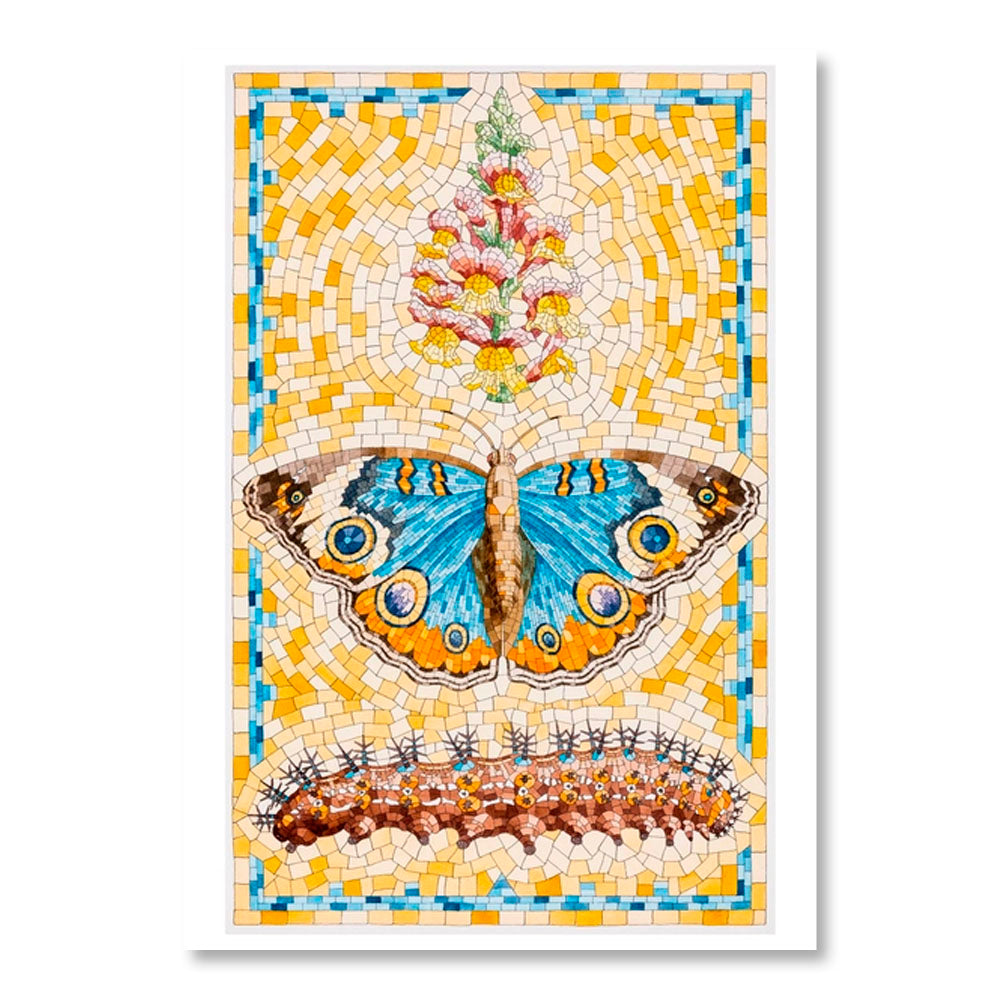 David Cohen: Butterflies Boxed Notecard Assortment
