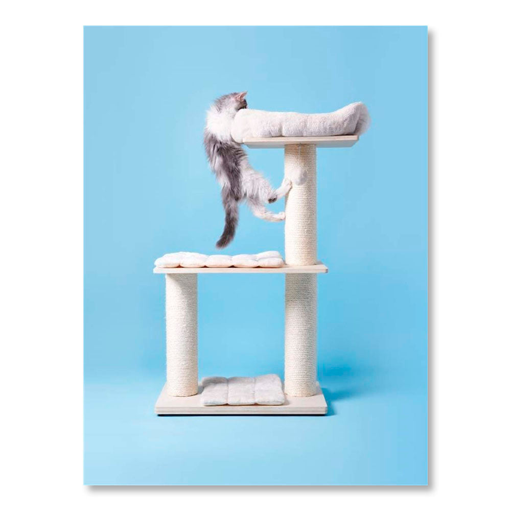 For Cats Only: Photographs by Pascale Weber