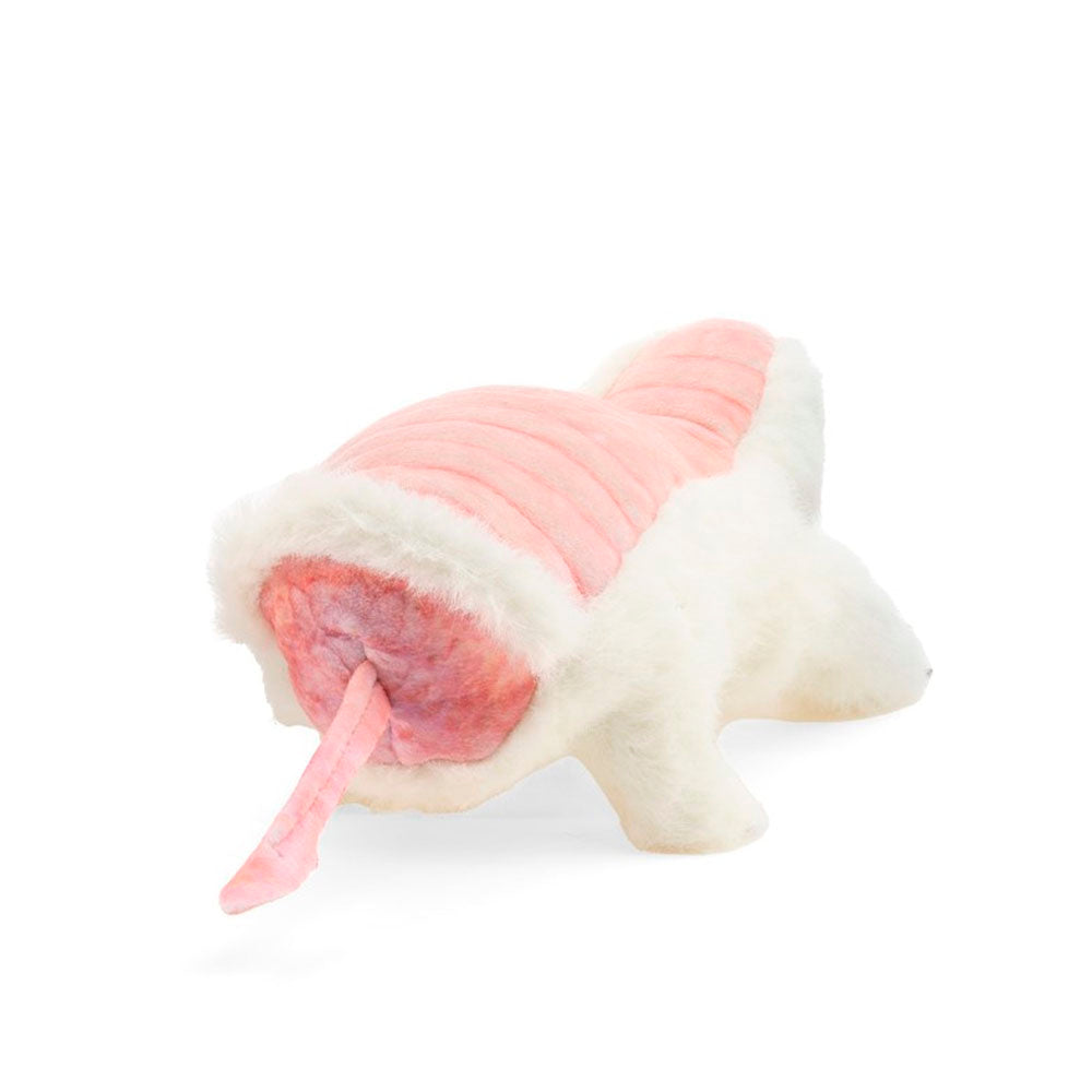 Pink Fairy Armadillo