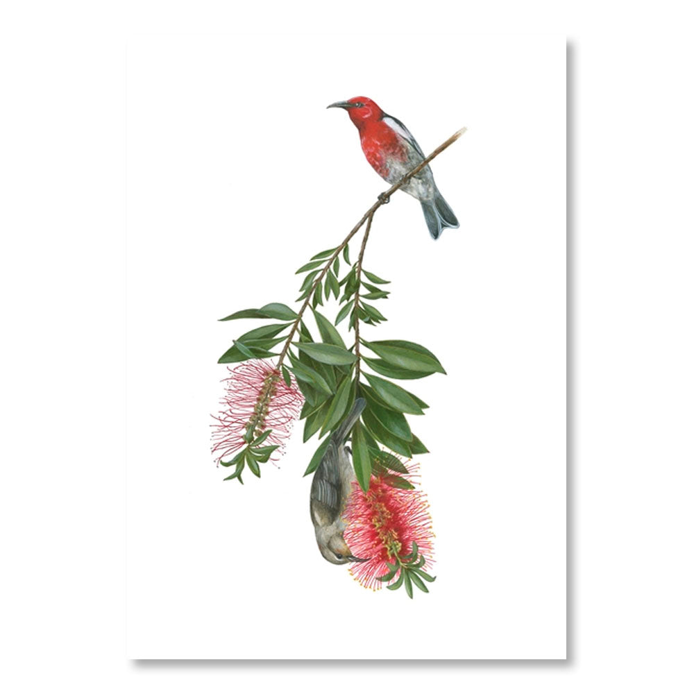 Erin E. Hunter: Pollinators Boxed Notecard Assortment