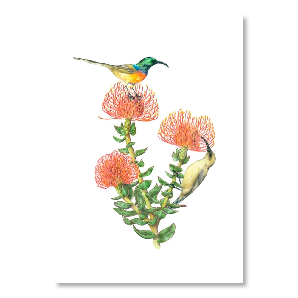 Erin E. Hunter: Pollinators Boxed Notecard Assortment