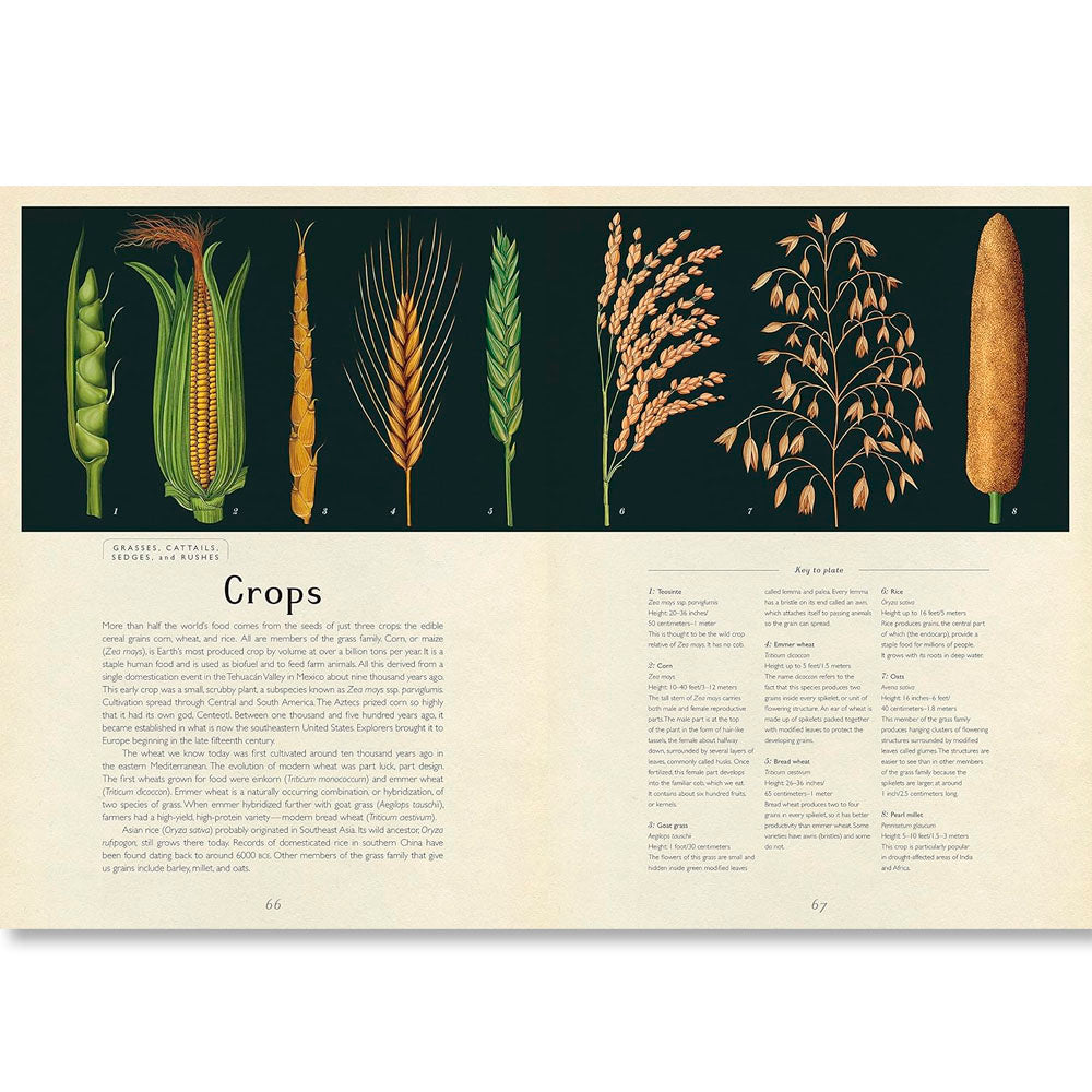 Botanicum: Welcome to the Museum