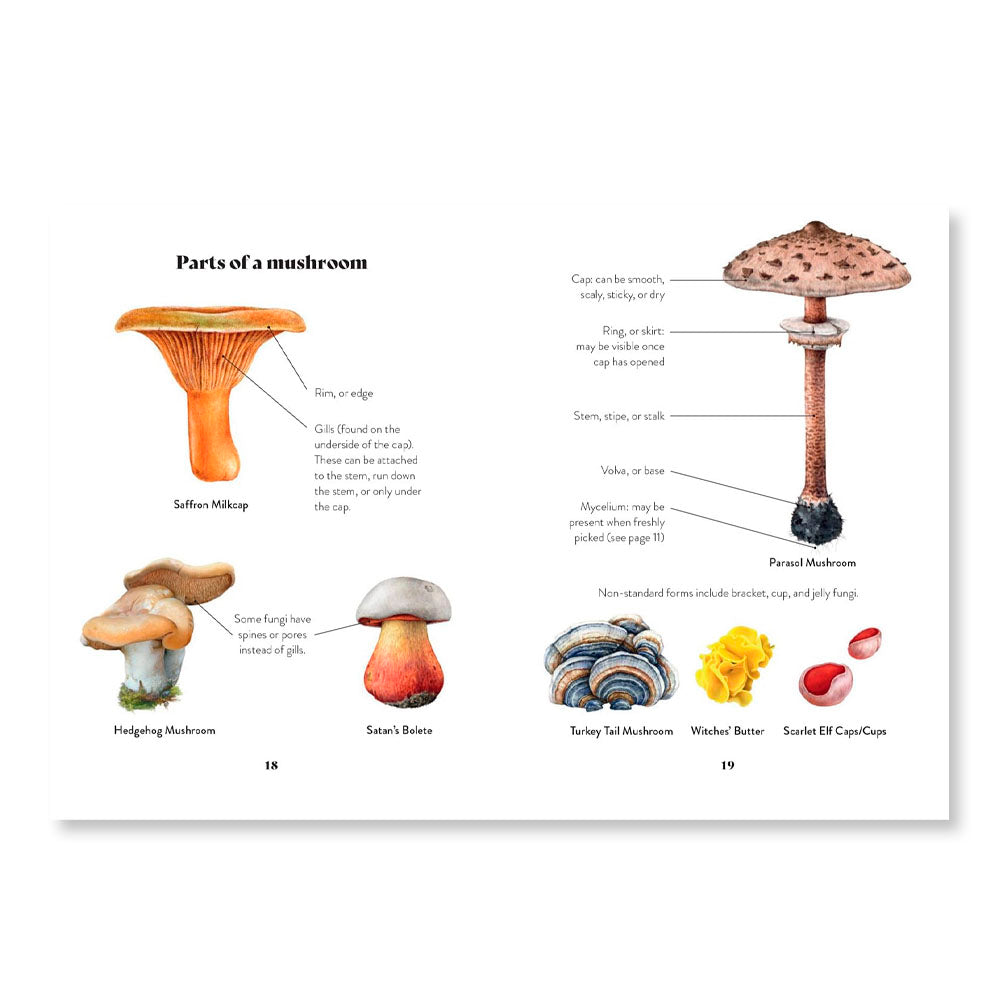 Mushroom Miscellany: An Illustrated Guide
