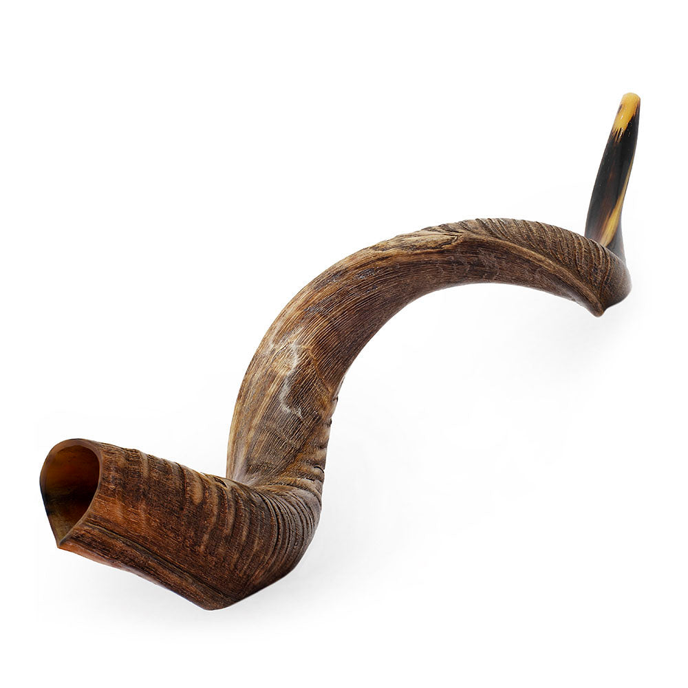 Shofar- Large Yemenite Kudu