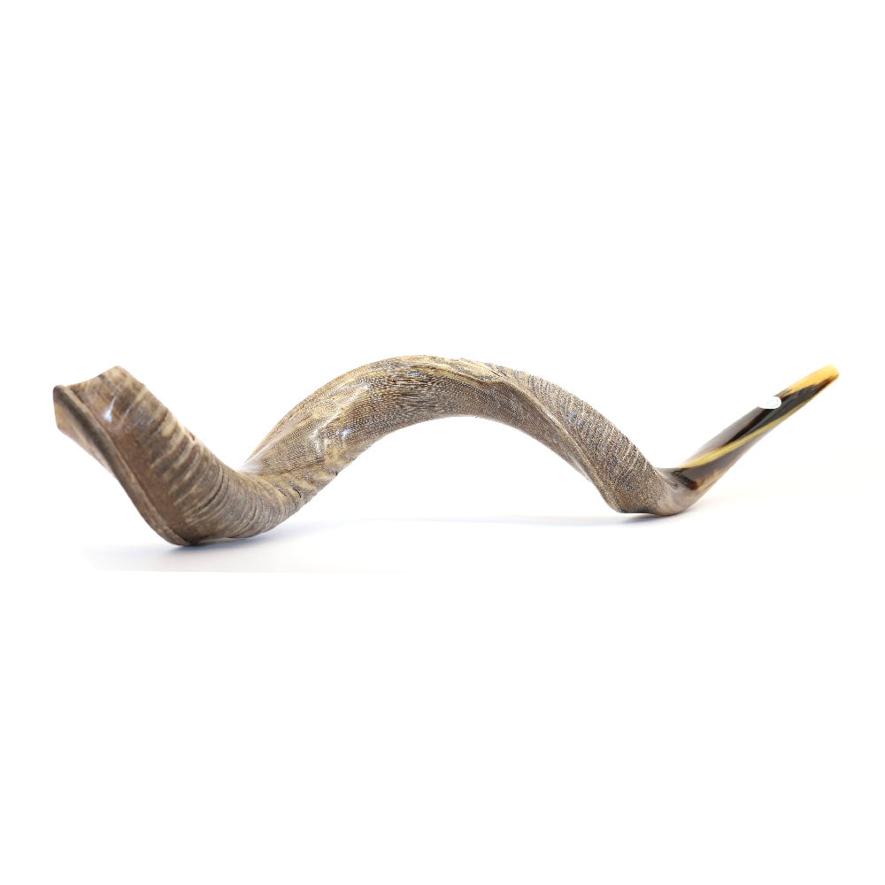 Shofar- Large Yemenite Kudu