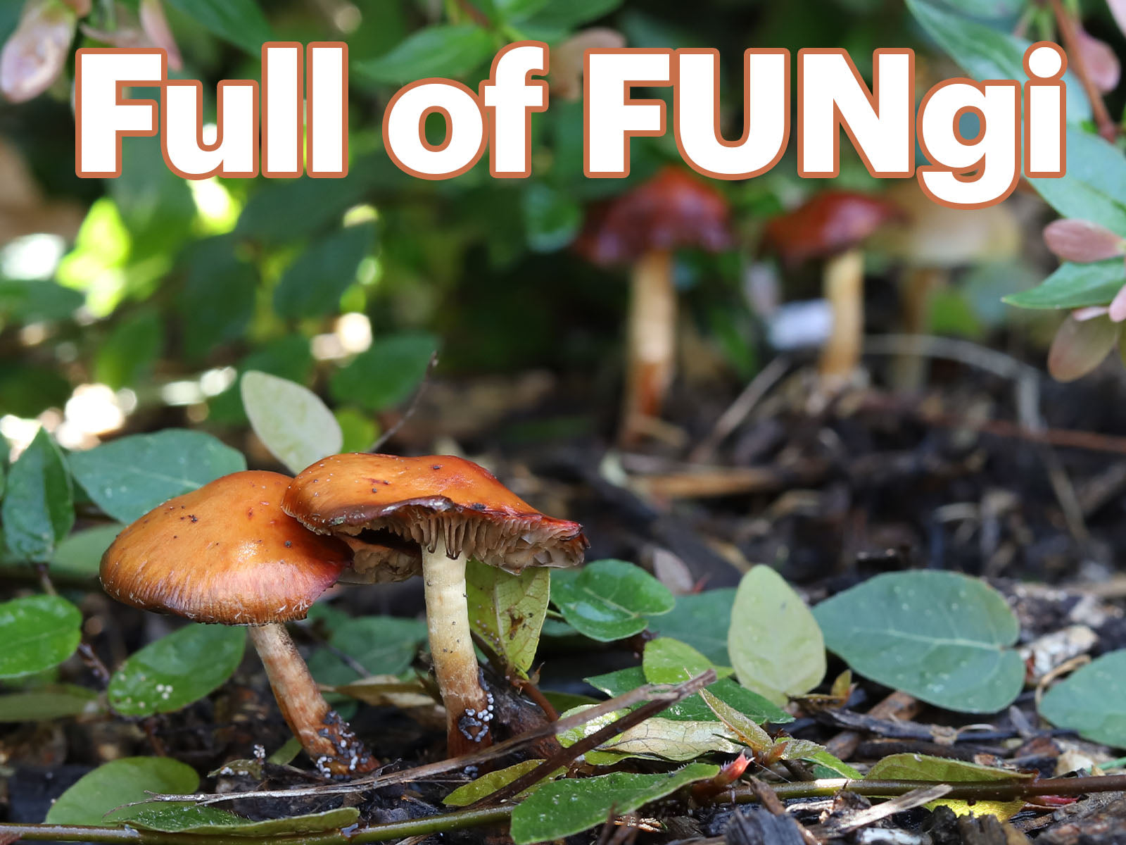 Fungi and Mushrooms