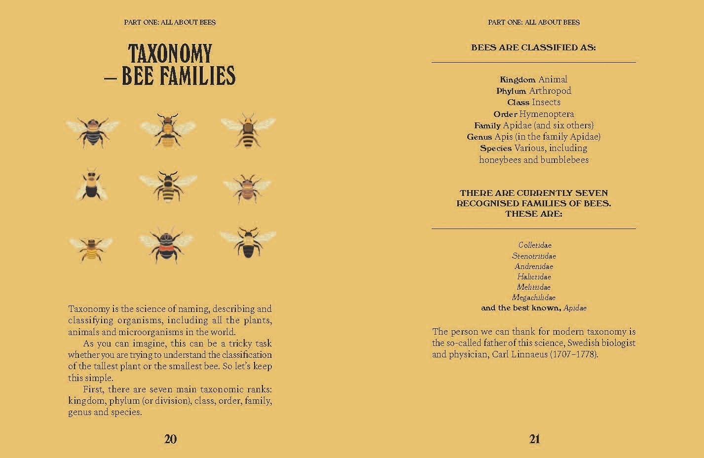Bees: A Guide for the Curious