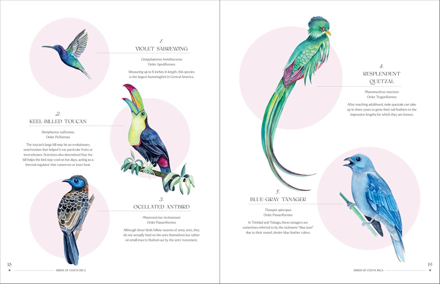 The Illuminated Book of Birds