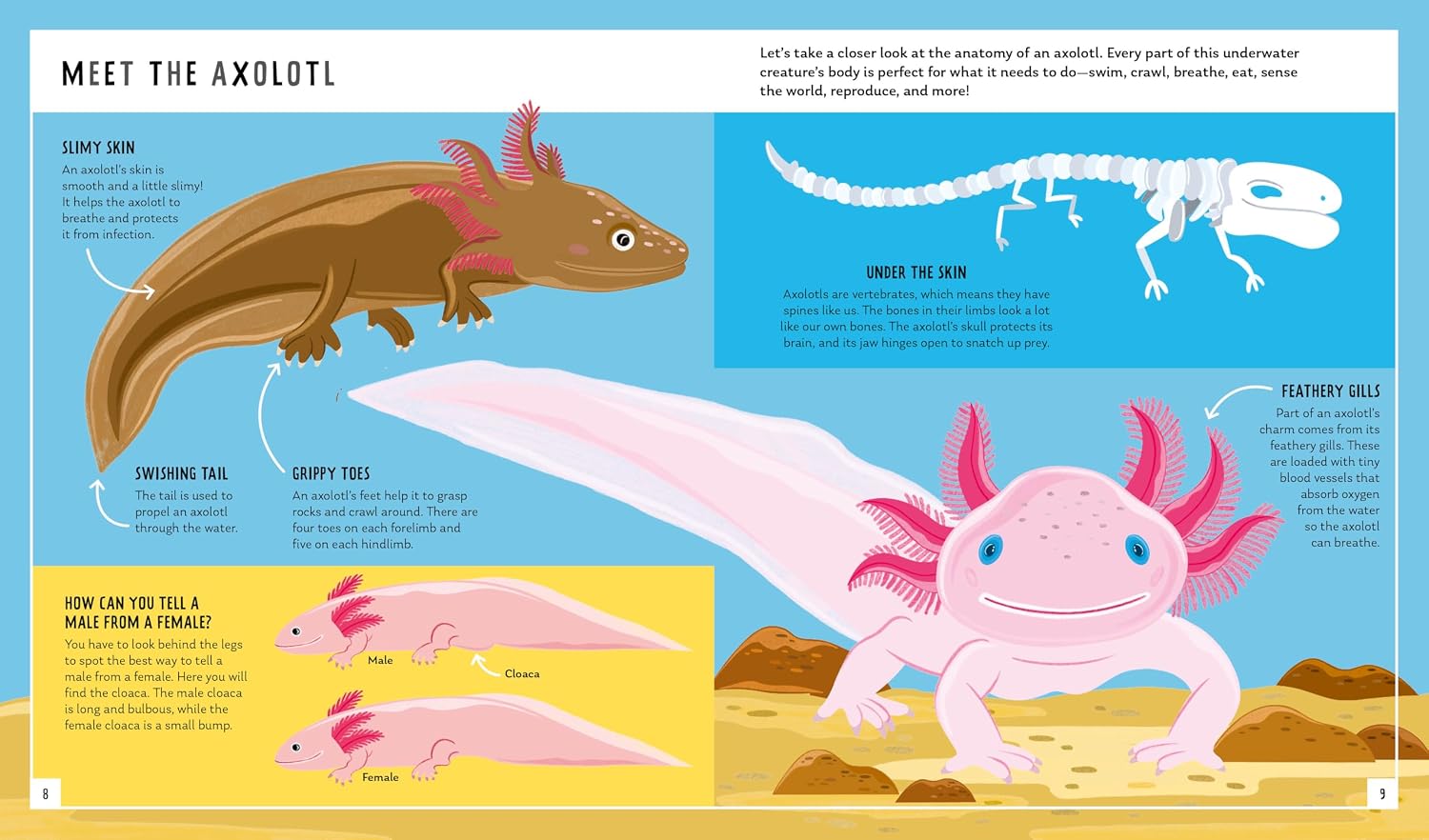 Axolotl (Young Zoologist)