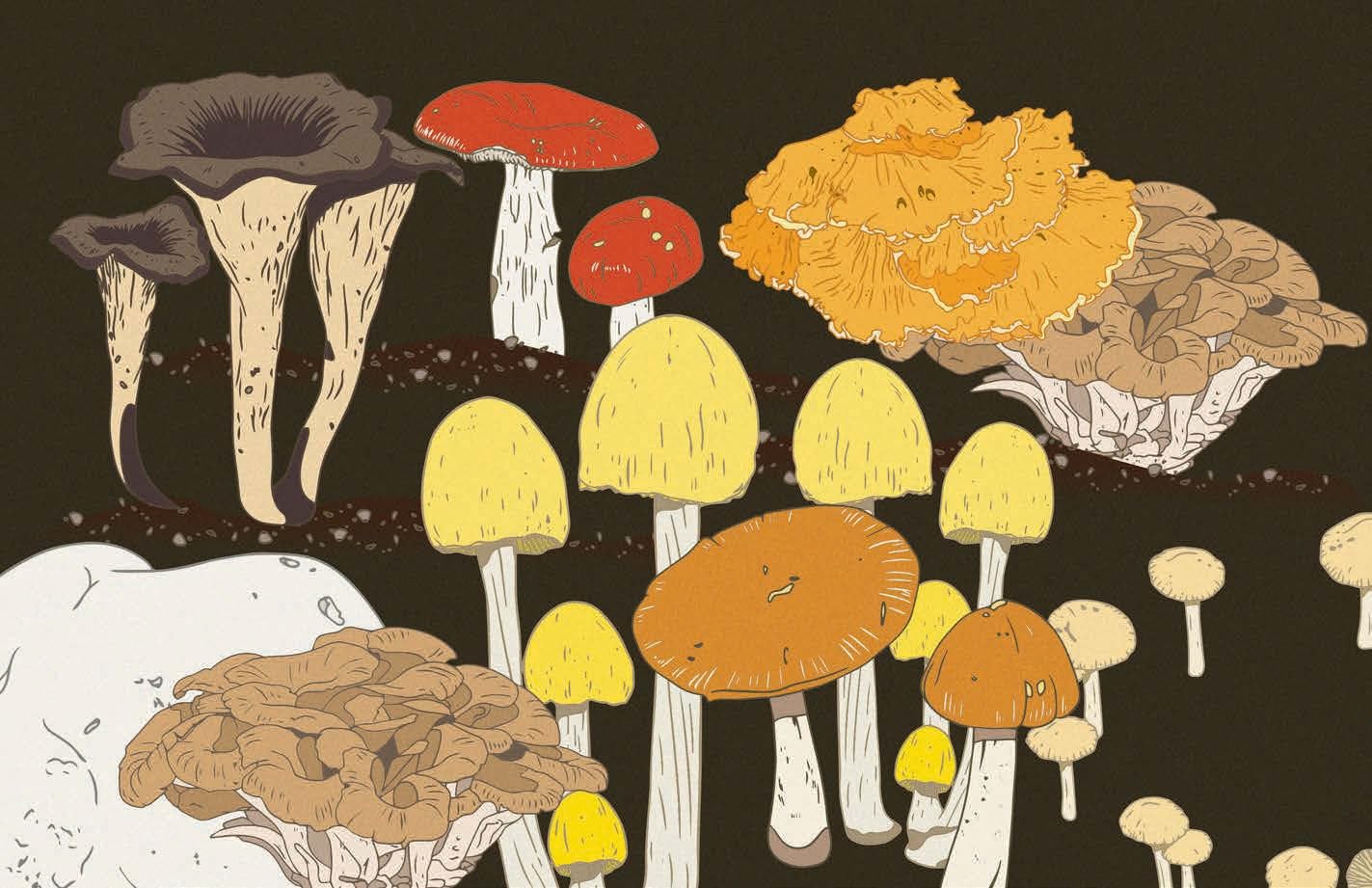 Mushrooms: A Guide for the Curious