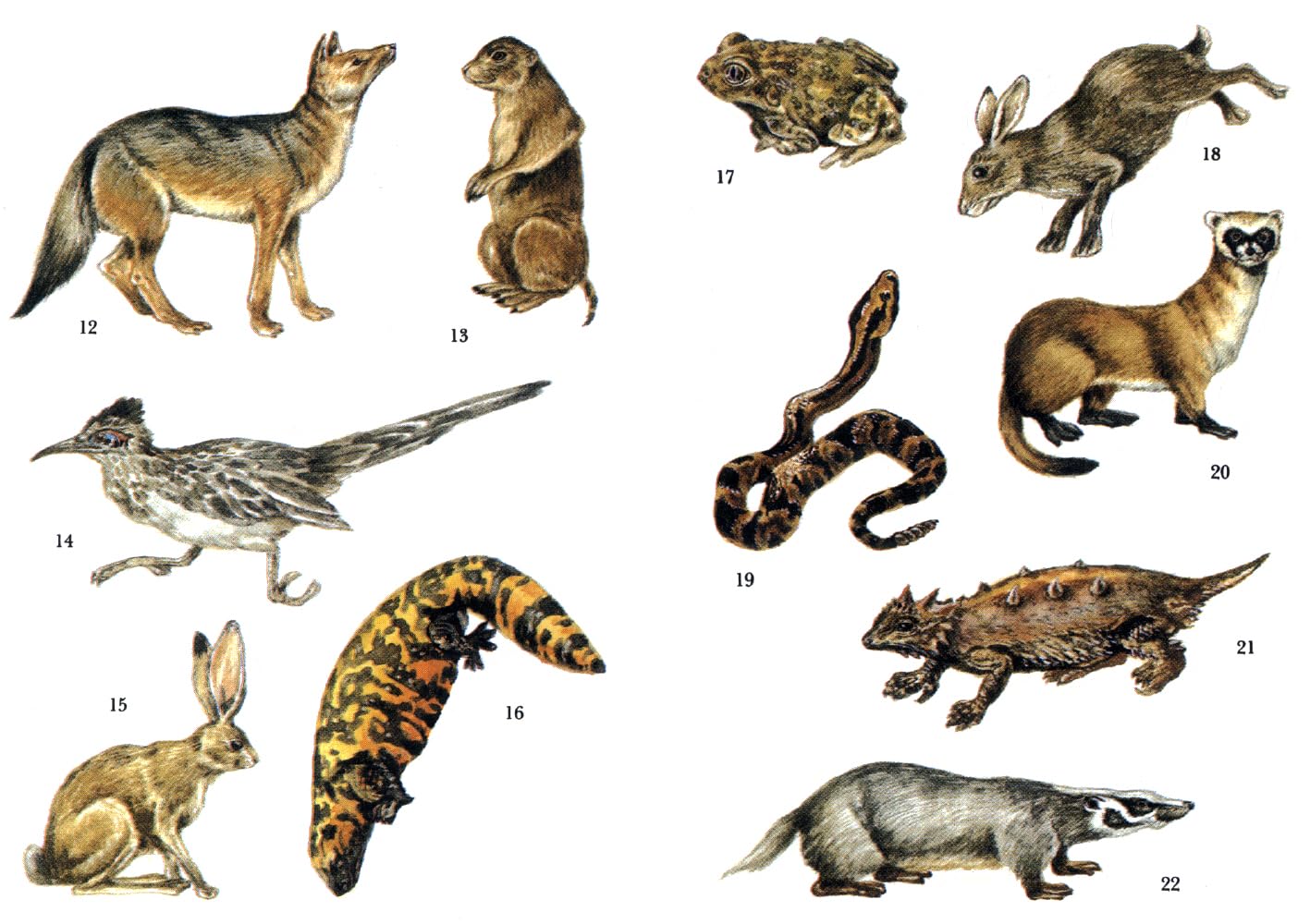 Desert Animals Stickers