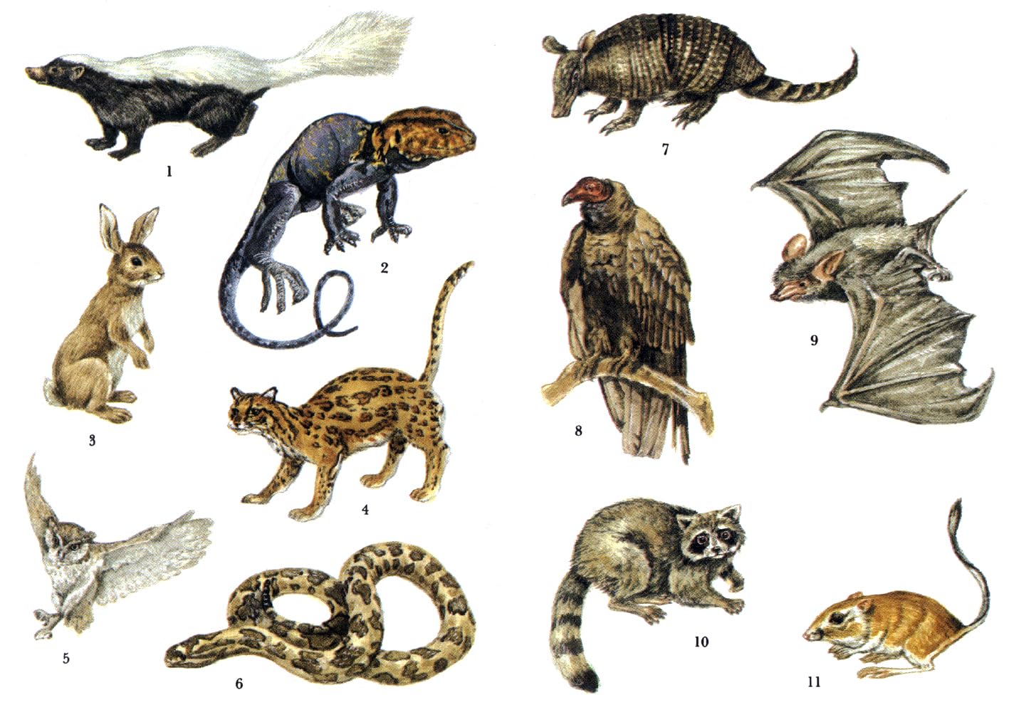 Desert Animals Stickers