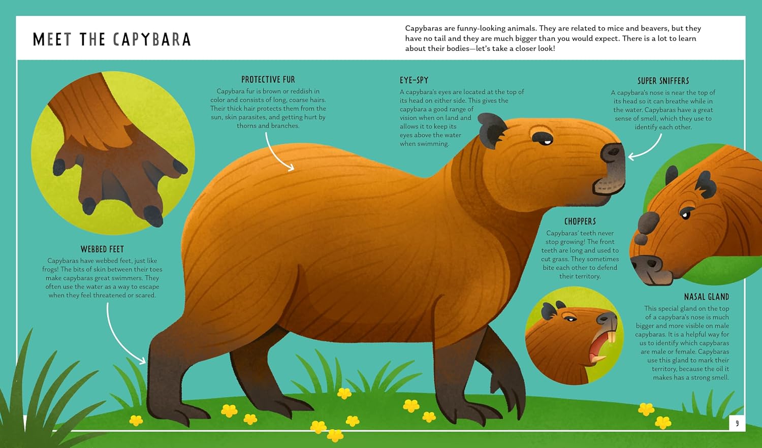 Capybara (Young Zoologist)