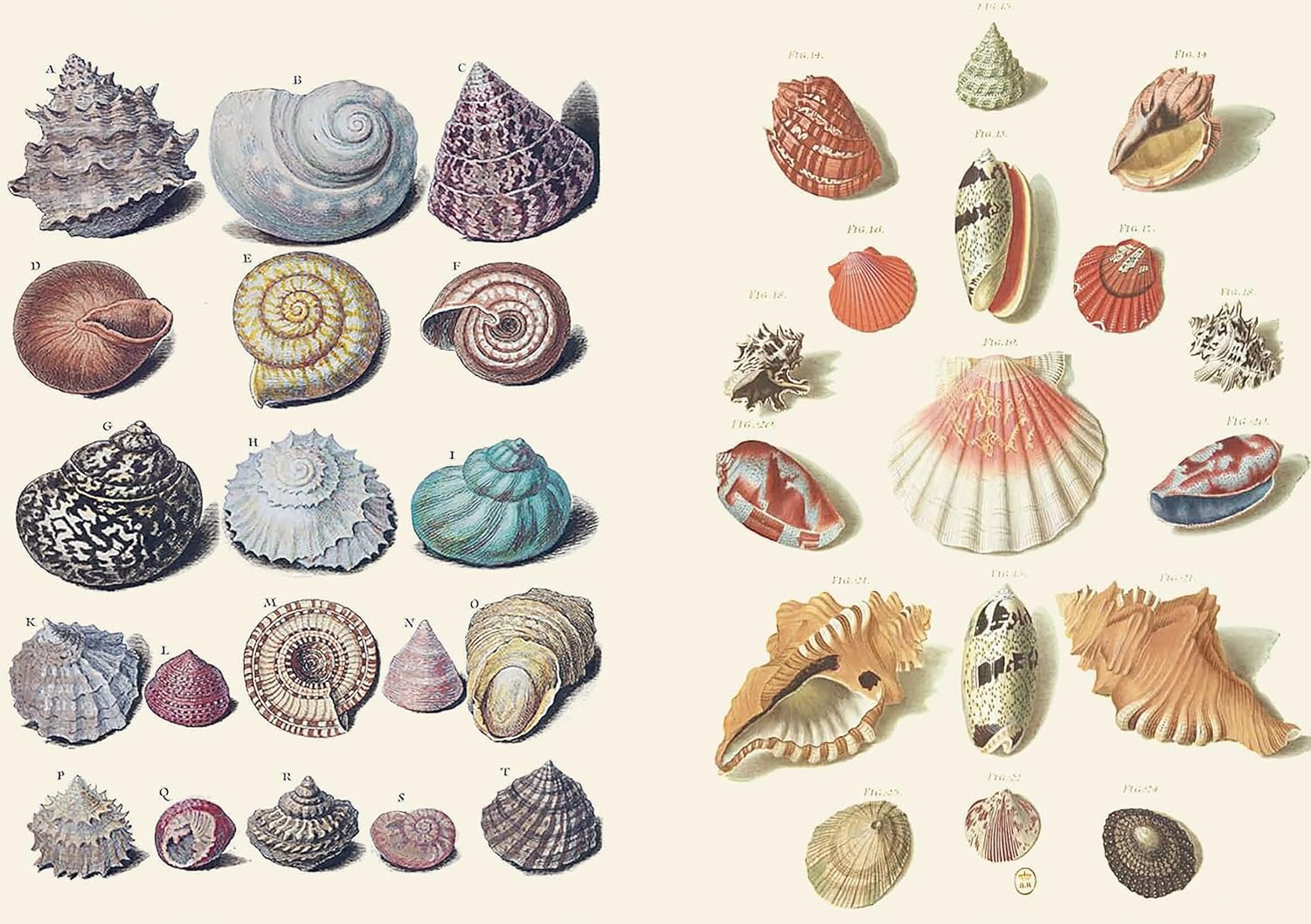 The Curious Collections Sticker Book