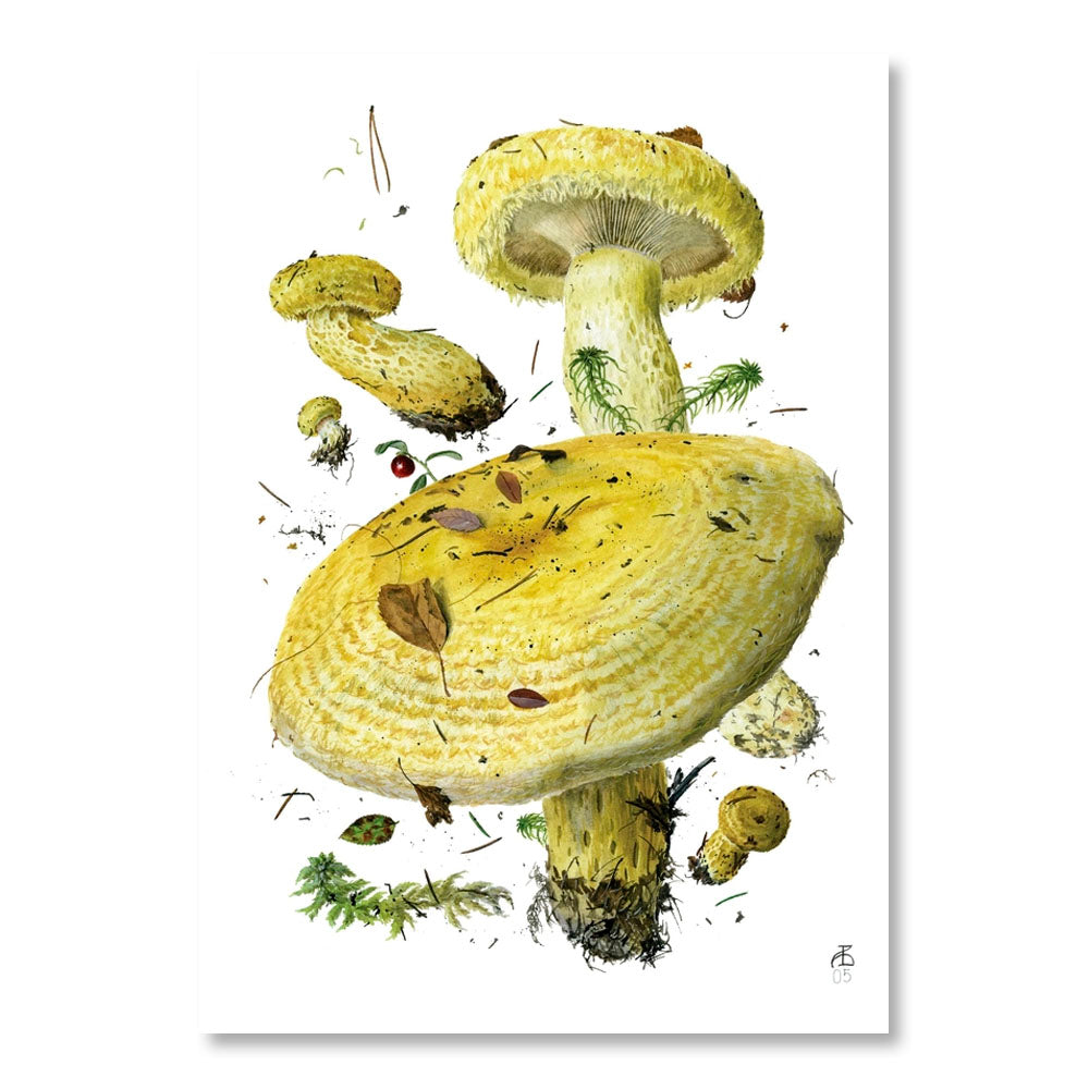 Mushrooms: Alexander Viazmensky Boxed Notecard Assortment