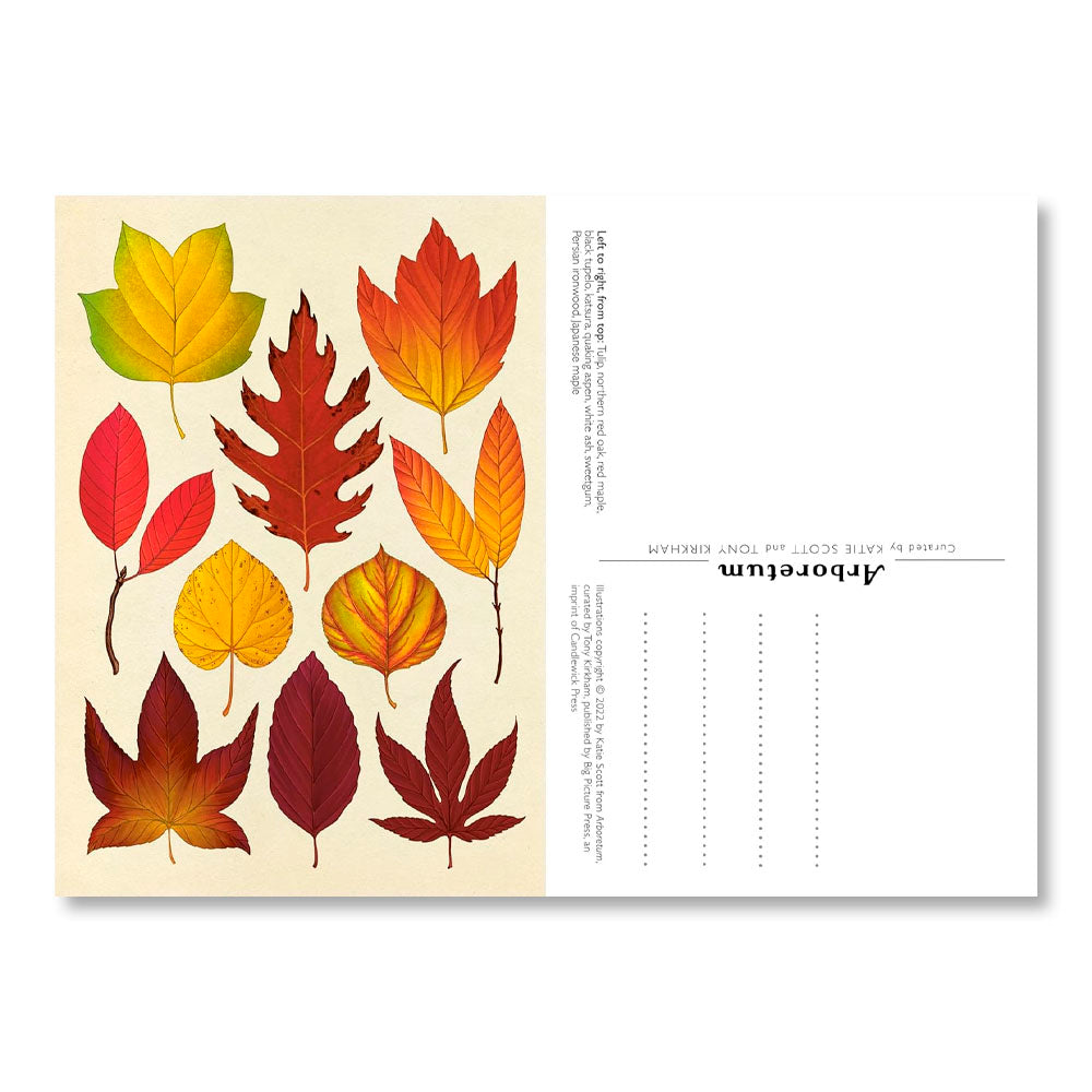 Arboretum Postcard Box Set (Welcome to the Museum)