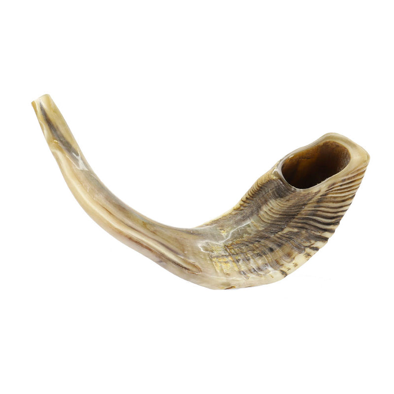 Ram Horn Shofar