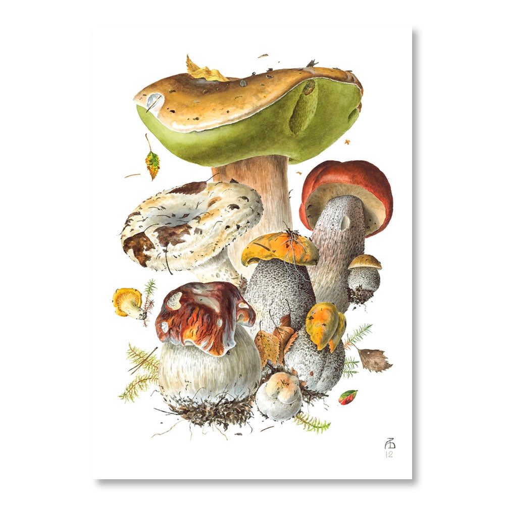 Mushrooms: Alexander Viazmensky Boxed Notecard Assortment