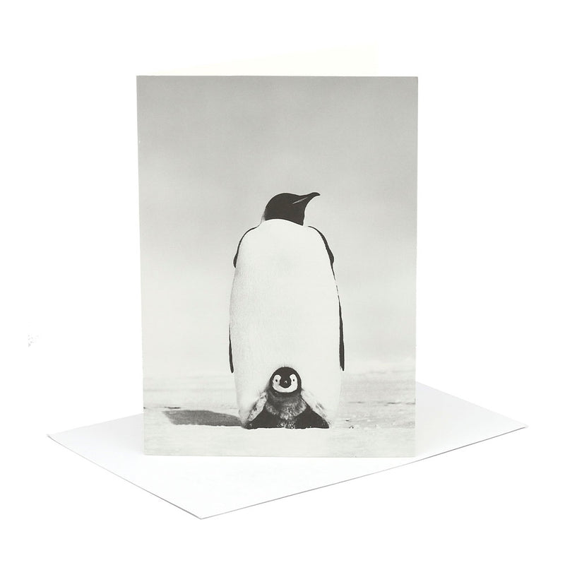Penguin Baby Greeting Card