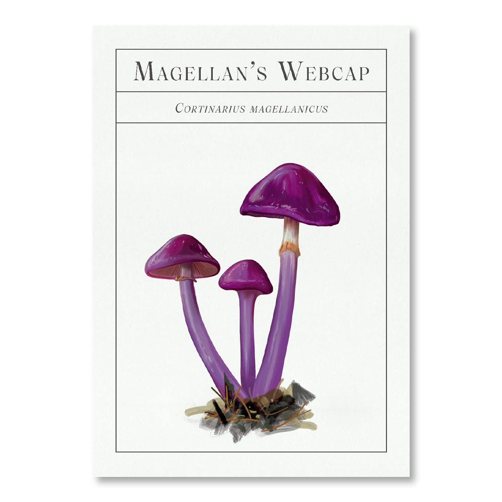 The Deck of Mushrooms: An illustrated field guide to fascinating fungi