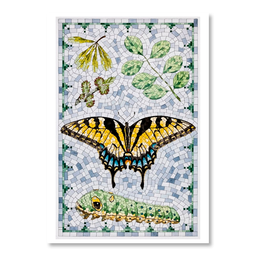 David Cohen: Butterflies Boxed Notecard Assortment