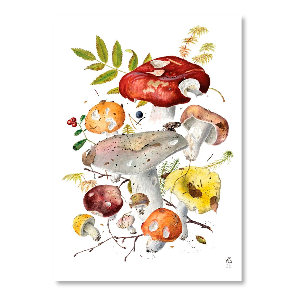 Mushrooms: Alexander Viazmensky Boxed Notecard Assortment