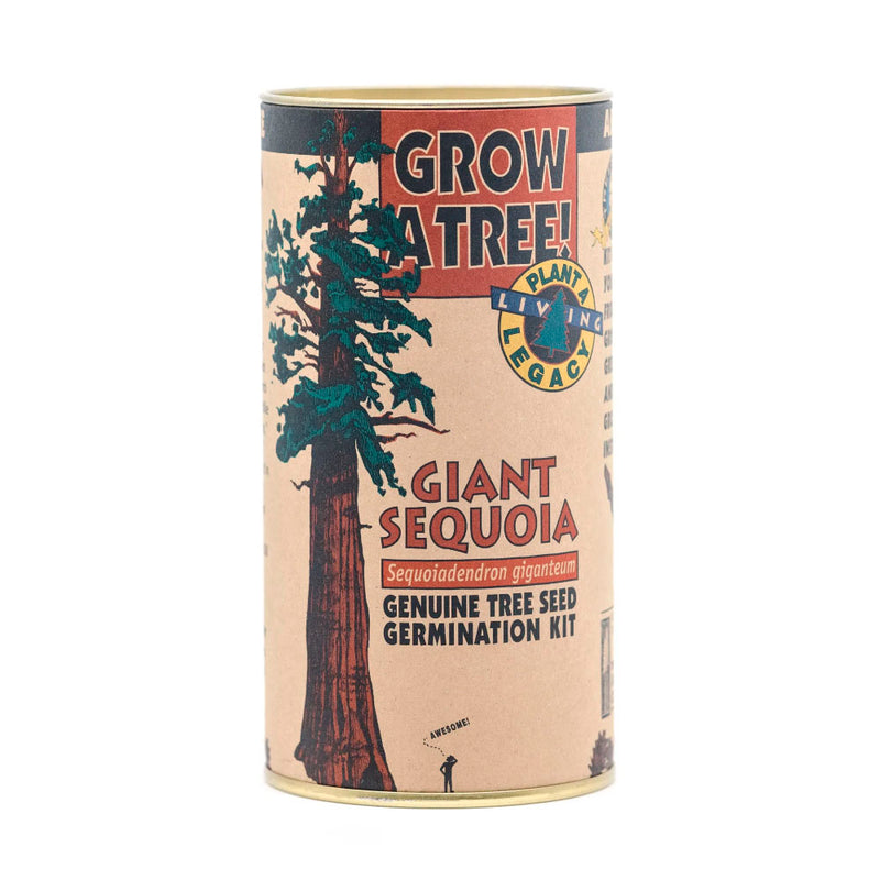 Giant Sequoia Tree Seed Grow Kit