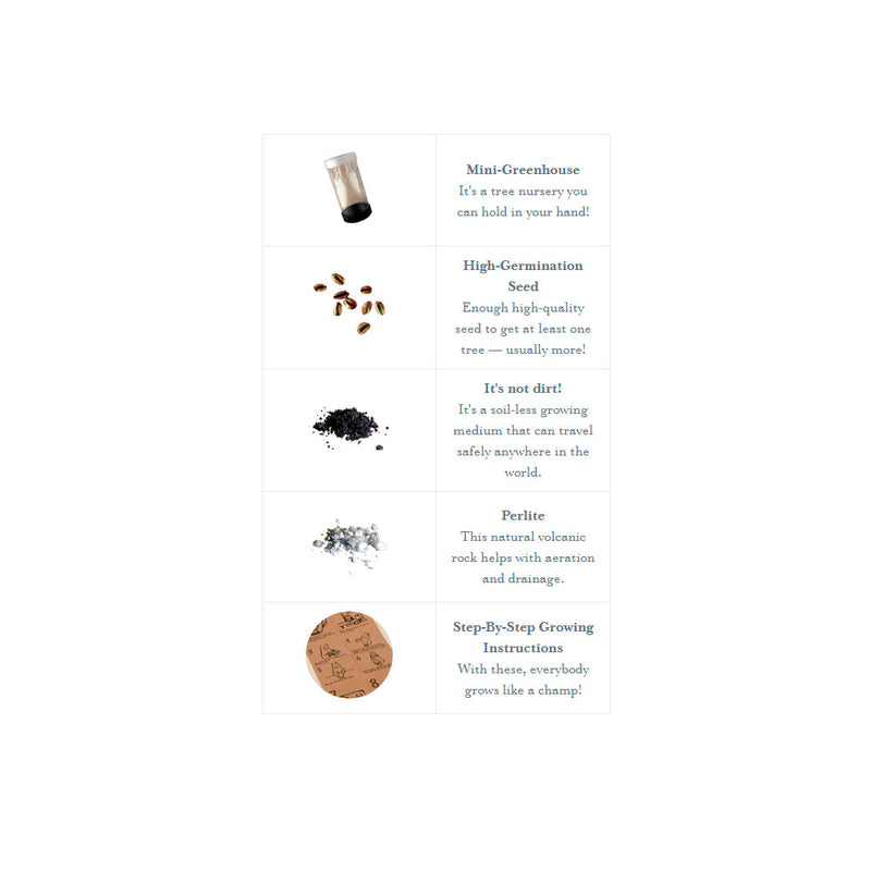 Giant Sequoia Tree Seed Grow Kit
