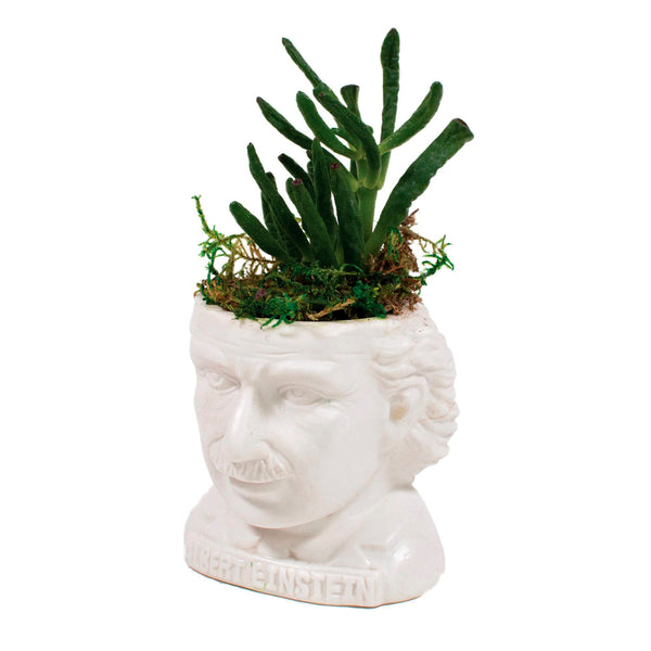 Albert Einstein Bust Planter