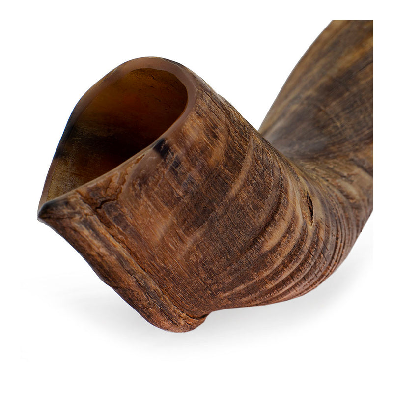 Shofar- Large Yemenite Kudu
