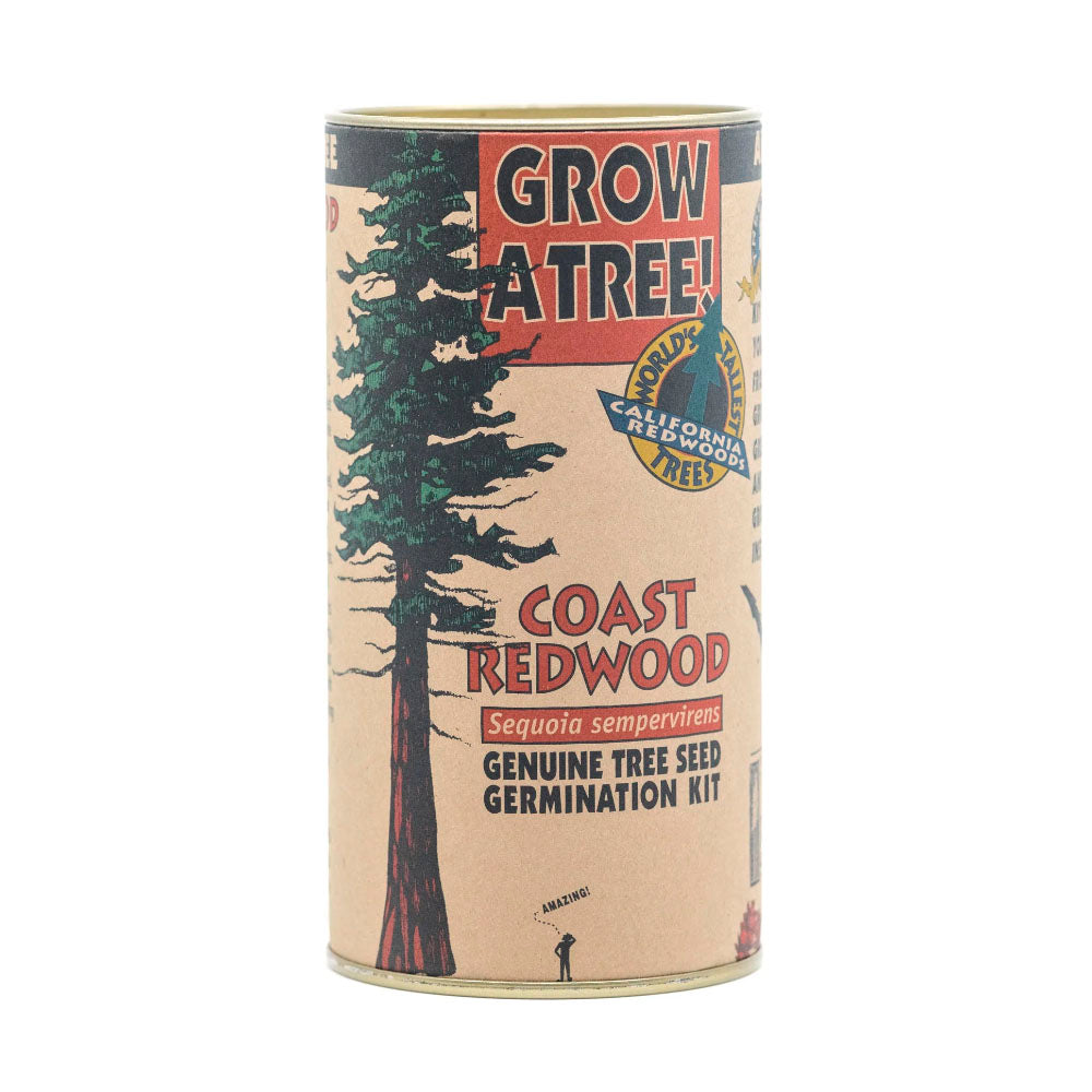 Coast Redwood Tree Seed Grow Kit